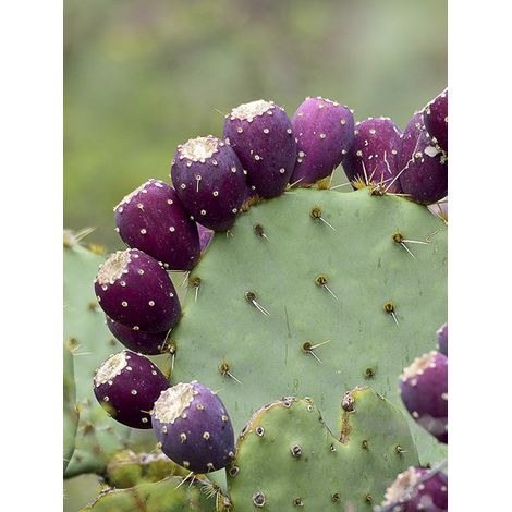 Cactus raquette discata Pot de 4L/5L
