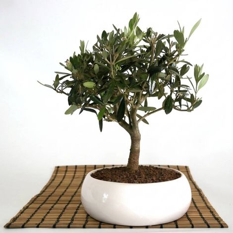 Bonsai di Olivo in ciotola bassa, alto 35 cm - idea bomboniera