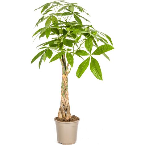 Pachira Aquatica Arbre à Argent Plante d'Intérieur Tronc Tressé Ø21 cm Hauteur 90-110 cm - PANGIVO