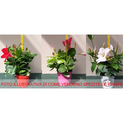 3 PIANTE DI DIPLADENIA IN MIX DI COLORI ASSORTITI VASO 10CM