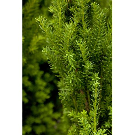 Eibe 'Hillii' Taxus media 'Hillii' C 3 30- 40