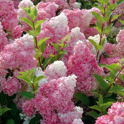Hortensia paniculé ® 'Vanille Fraise' - 40-50 cm pot