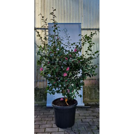 PIANTA DI CAMELIA JAPONICA VASO 45 CM (foto reale) H 120/140