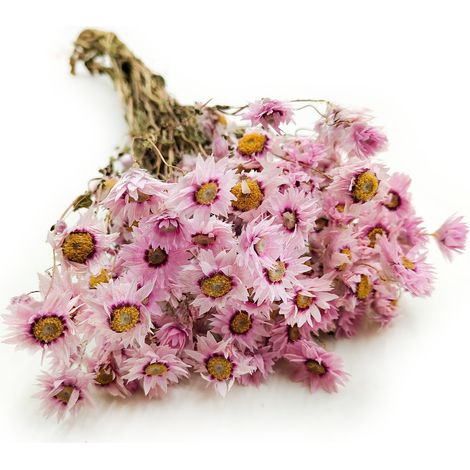 Rhodanthe seco - Rosa