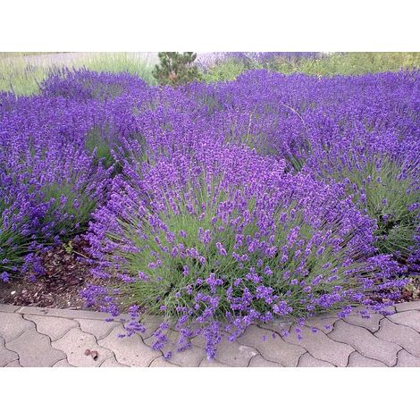 OFFERTA 3 PIANTE DI LAVANDA VASO 14CM (1/2)