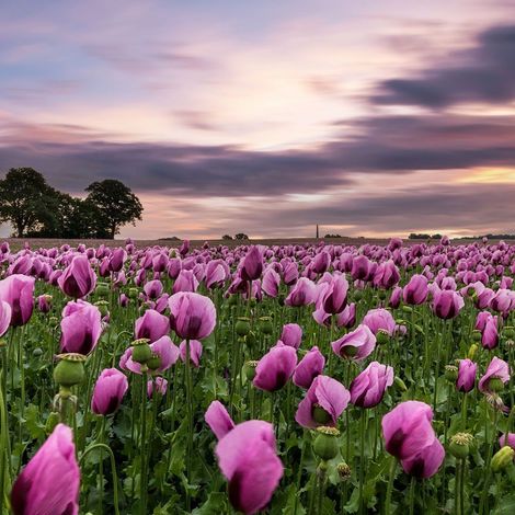 Fototapete 363456 Tapete Blumen Floral 371 x 265 cm Rasch Magic Walls Pink (1/2)