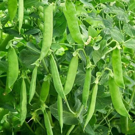 15 snow pea seeds: a vegetable variety highly resistant to cold suitable for trellis or ground cultivation