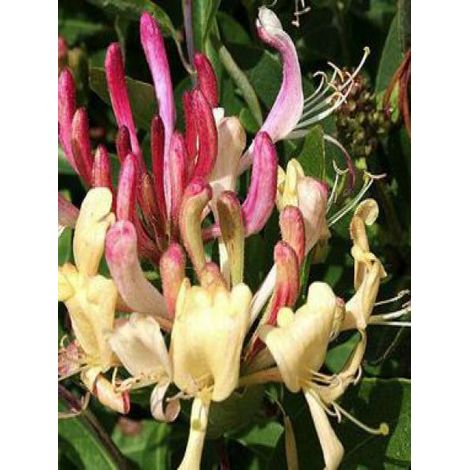 Chèvrefeuille des bois Caprilia® Ever'Inov42' Pot de 2L/3L (1/2)