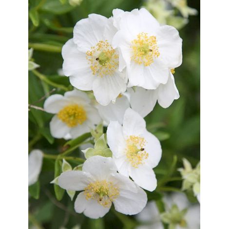 Carpenteria de Californie 'Bodnant' Pot de 3L/4L