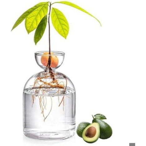 Vase Avocat - Pot Culture Graines en Verre Transparent - Pour Enracinement dans l'Eau - 13,5 cm - 1 Pièce (1/5)