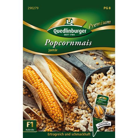 Quedlinburger Saatgut – Maïs à pop-corn Jantár – Graines de légumes, hybride précoce, hauteur env. 160 cm (1/2)