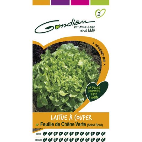 Gondian - Laitue a couper Feuille de chene Verte