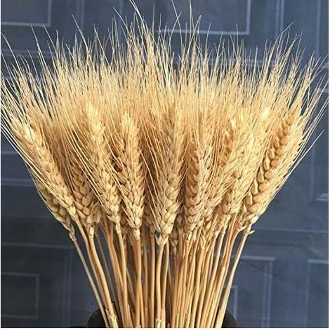 100pcs Fleur Artificielle Plante Artificielle Grandes Fleurs Séchées De Blé Gerbes De Blé Séché Naturel, Bouquets De Tiges De Blé Séchées, Blé Réel pour Fournitures De Guirlande DIY Maison Ta (1/2)