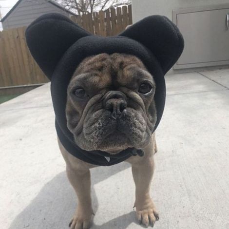 Filiyano-Bonnet d'hiver chaud pour chien en polaire noire, taille M (1/5)