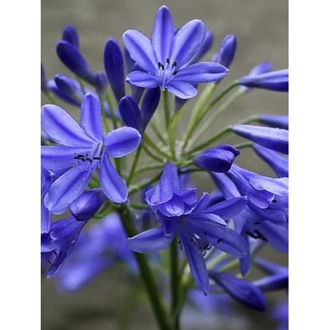 Agapanthe 'Lapis Lazuli' Pot de 2L/3L (1/2)