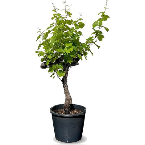 Vigne sur tige - Vitis vinifera - 40 ans - 120 cm (1/3)