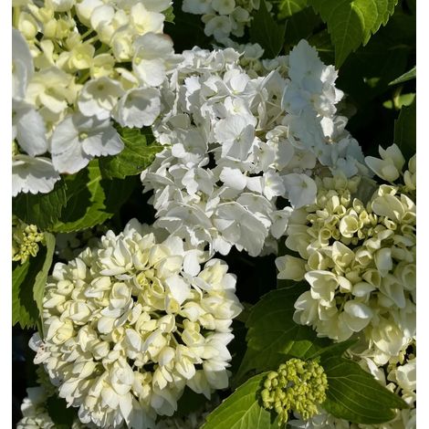 Gardenaria Ortensia - Hydrangea Macrophylla 'Souer Therese' - Pianta acidofila ornamentale da esterno - Altezza: 40/50 cm (vaso19) (1/2)