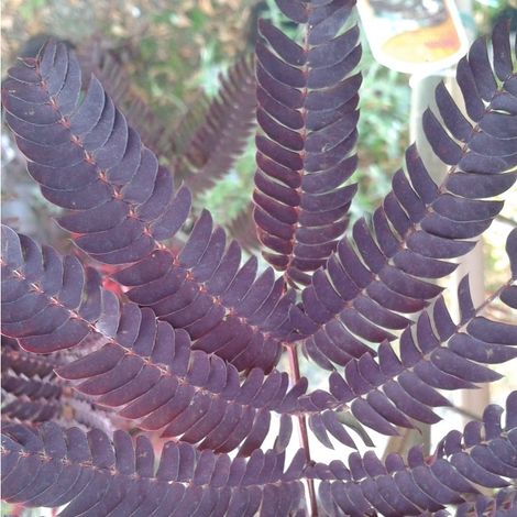 Arbre à soie  - Albizia 'Summer Chocolate'  - 30-40 cm pot