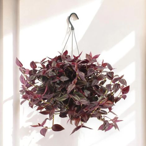 Gardenaria Tradescantia 'Jewel Red' - Pianta da interno ornamentale - Altezza: 25 cm (vaso 17)