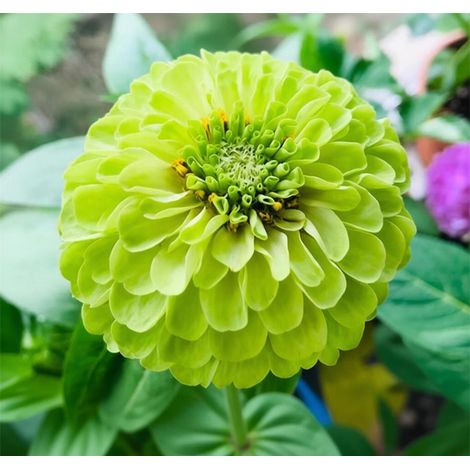 1000 graines de zinnia,graines de fleurs,floraison en pot,taux de germination élevé,idéal pour la culture en intérieur et au jardin(vert) (1/5)