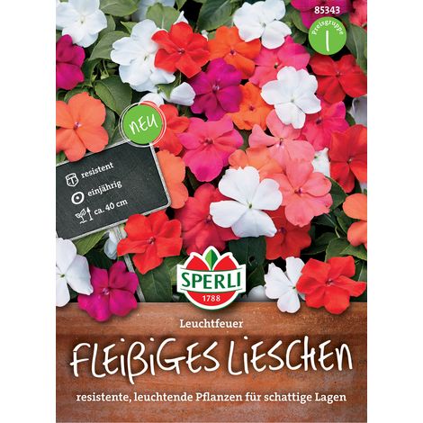 Sperli Fleissiges Lieschen Leuchtfeuer - Blumensamen (1/3)
