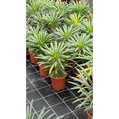 Pachypodium lamerei (palma del Madagascar) pianta grassa fotoreali H 40CM (1/3)