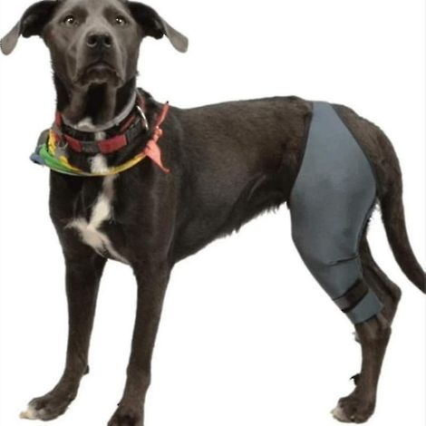 Genouillère pour chien en cas de rupture du LCA, luxation de la rotule et arthrite - Maintient l'articulation au chaud - Soutien supplémentaire - Réduit la pression (1/2)