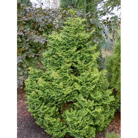 Cyprès hinoki du Japon 'Kosteri' Pot de 4L/5L