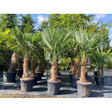 Palmier - Trachycarpus Fortunei - Palmier en éventail de Chine - (1/5)