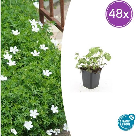 Géranium Vivace Sanguineum Album Lot de 48 Plantes Couvre-sol Fleurs Blanches Ø 9 cm - PANGIVO (1/5)
