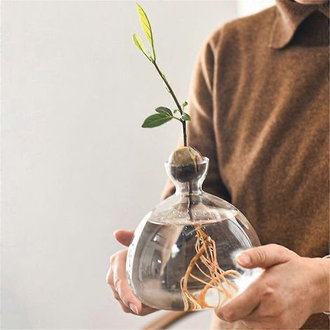 Vase en verre pour la culture d'un avocatier, contenant hydroponique pour plantes, décoration intérieure (1/4)