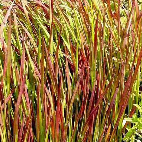 4 x Herbe sanglante Japonaise 'Red Baron' - godet 9x9 cm
