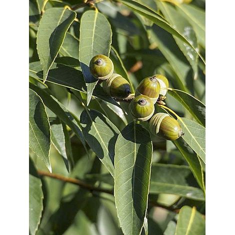 Chêne à feuilles de myrsine Pot de 3L/4L (1/5)
