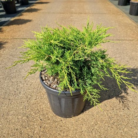 Genévrier de Pfitzer Old Gold - Juniperus media Old Gold 30/40cm Pot 8L (1/2)