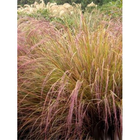 Stipa arundinacea Godet de 8/9 cm