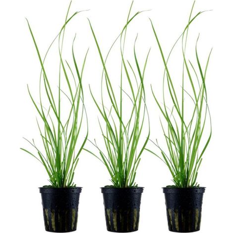 Aquarium Pflanze 3 Stück Cyperus helferi Wasserpflanze AquaOne Topf Nr.333A Set
