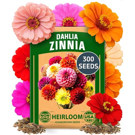 Pack Graines Dahlia & Zinnia 300 Graines Sans OGM, Fleurs colorées Zinnia elegans, parfait pour jardin pollinisateur, plantation en pot et extérieur facile