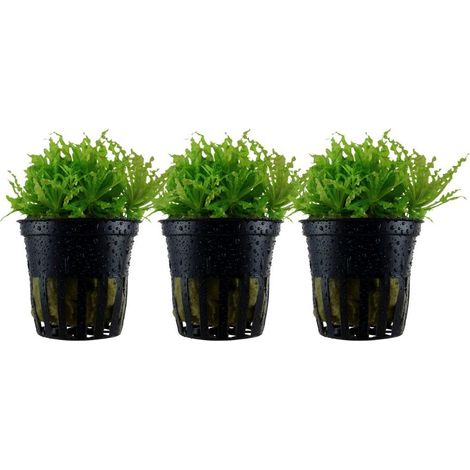 Aquarium Pflanze 3 Stück Pogostemon helferi Wasserpflanze Nr.053H Set