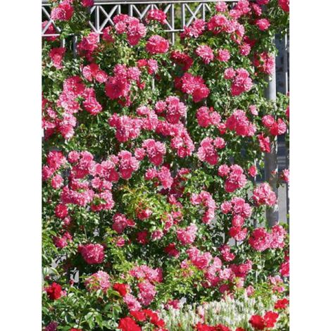 Rosier grimpant 'DECOROSIERS® Emera®' Pot de 4L/5L