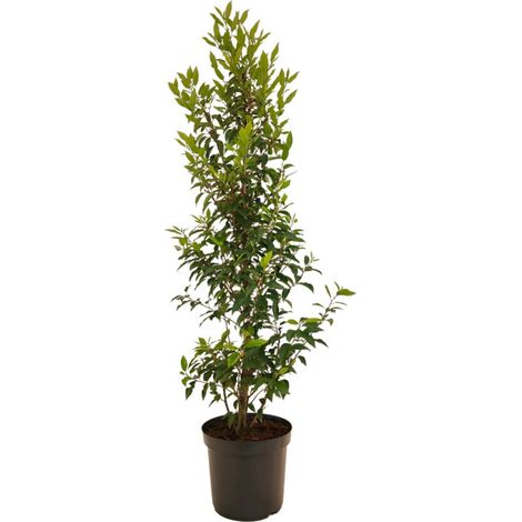 Laurier du Portugal à feuilles étroites 125/135cm Pot 7,5L Prunus lusitanica Angustifolia (1/4)