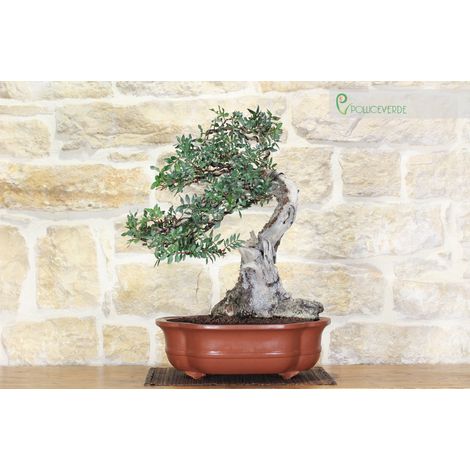 Bonsai di Lentisco (51) (1/5)