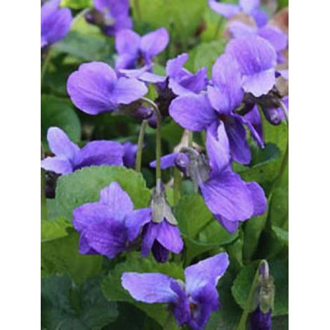 Violette à parfum 'Königin Charlotte' Godet de 8/9 cm