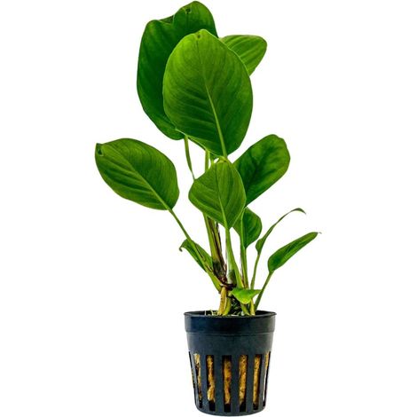 Aquarium Pflanze Anubias heterophylla Topf Nr.302
