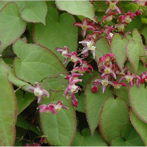 4 x Fleur des elfes rouge - Epimedium rubrum  - godet 9x9 cm (1/4)