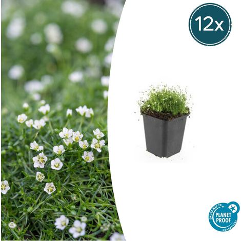 Sagina subulata Mousse Irlandaise Couvre-sol Persistant Lot de 12 Plantes Hauteur 10-25cm Ø9cm - PANGIVO (1/5)