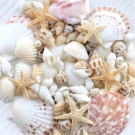 200 g de decor naturel d'aquarium : coquillages, conques et etoiles de mer, pour decorer les aquariums, les terrariums, les creations DIY et la decoration d'interieur (1/5)