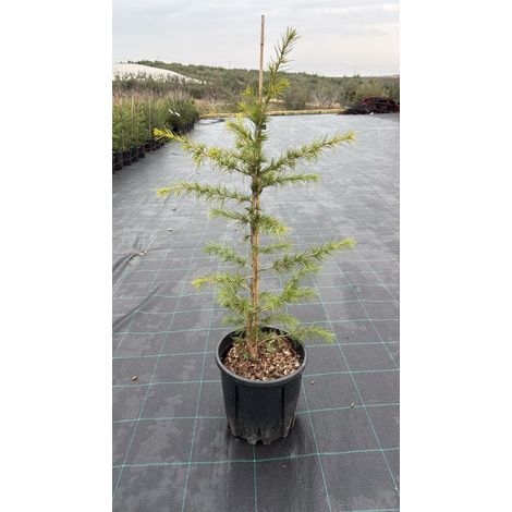 CEDRUS DEODARA VASO 24