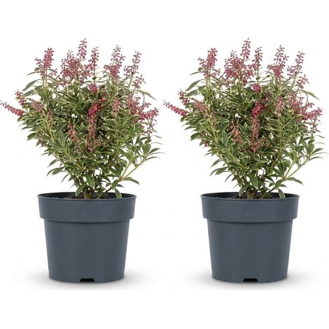 Bloomique - Lot de 2 - Pieris japonica Polar Passion - Bruyère des rochers - Arbuste - Plante de jardin - Fleurs rouges en grappes - Feuillage panaché - Rustique - Persistant - Hauteur 25-30 cm - Pot  (1/4)