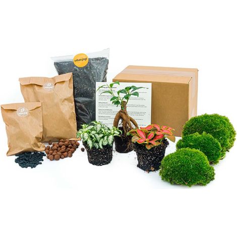 Kit DIY Terrarium Plantes avec Ficus Ginseng Bonsai et Fittonias - Recharge Taille L/XL - PANGIVO (1/5)
