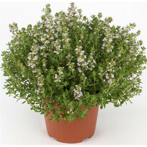 Timo "Thymus faustini" pianta aromatica in vaso  14 cm